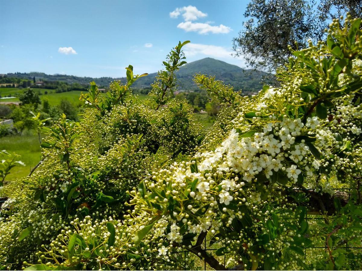 Le Piracante Caiazzo Esterno foto